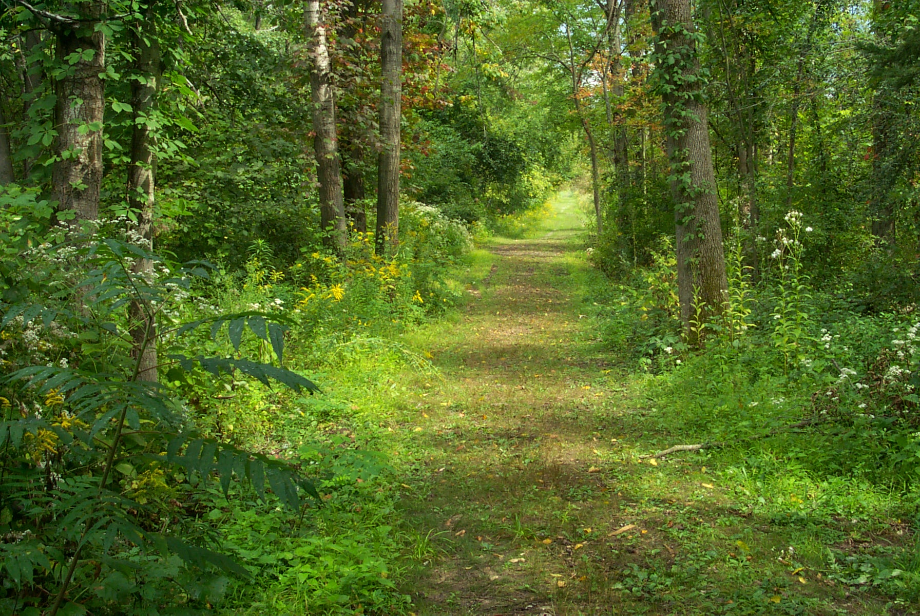 a-woodland-trail-at-iroquois-refuge-fws-gov